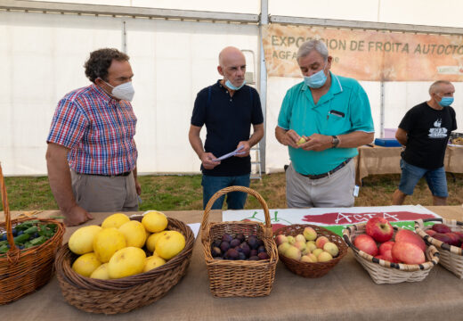 A Feira Rural de San Sadurniño acollerá unha nova edición do concurso de froita do país con premios para os tres mellores lotes